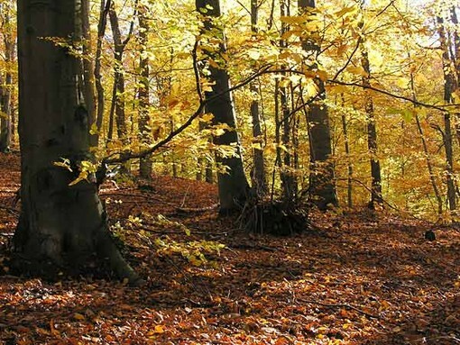 Outdoor | Boschi liguri, tra risorsa e rischio: a Quiliano il confronto sul loro futuro Outdoor | Boschi liguri, tra risorsa e rischio: a Quiliano il confronto sul loro futuro