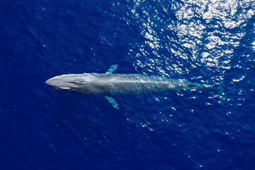 Alassio “SeaExperience”. Un'estate tra natura, sport e avventura nel cuore del Ponente Ligure Alassio “SeaExperience”. Un'estate tra natura, sport e avventura nel cuore del Ponente Ligure