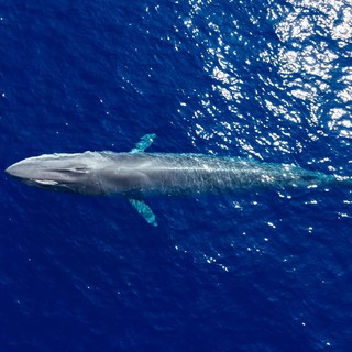 Alassio “SeaExperience”. Un'estate tra natura, sport e avventura nel cuore del Ponente Ligure