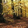 Outdoor | Boschi liguri, tra risorsa e rischio: a Quiliano il confronto sul loro futuro Outdoor | Boschi liguri, tra risorsa e rischio: a Quiliano il confronto sul loro futuro