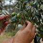 Produzione di olio minacciata dal caldo, il CeRSAA studia nuove strategie per difenderla: “Le piante stanno tenendo”