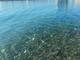 Outdoor | In mare senza fiocine: alla Margonara una serata per osservare e non catturare gli animali marini