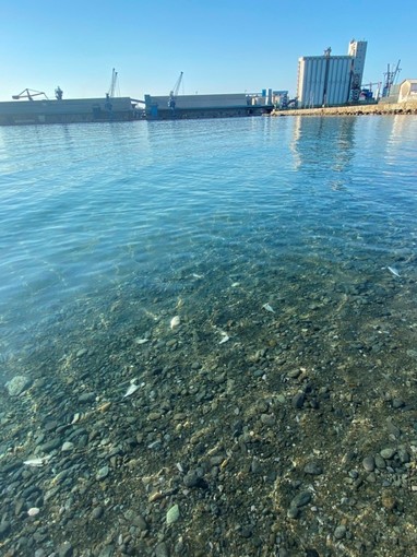 Outdoor | In mare senza fiocine: alla Margonara una serata per osservare e non catturare gli animali marini Outdoor | In mare senza fiocine: alla Margonara una serata per osservare e non catturare gli animali marini