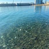 Outdoor | In mare senza fiocine: alla Margonara una serata per osservare e non catturare gli animali marini Outdoor | In mare senza fiocine: alla Margonara una serata per osservare e non catturare gli animali marini