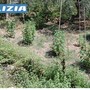 Alassio, da una lite per l'affitto alla scoperta di una coltivazione di marijuana: arrestato un 63enne Alassio, da una lite per l'affitto alla scoperta di una coltivazione di marijuana: arrestato un 63enne