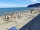 Laigueglia capitale del beach volley inclusivo: 32 campi aperti e oltre 40 atleti Special Olympics protagonisti alla Riviera for Planet" Laigueglia capitale del beach volley inclusivo: 32 campi aperti e oltre 40 atleti Special Olympics protagonisti alla Riviera for Planet"