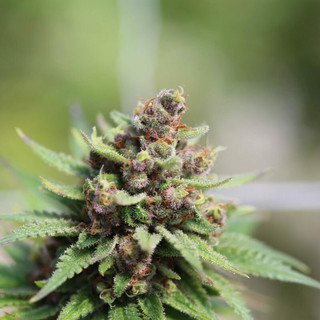 Cannabis e sport: cosa dice la scienza più recente su Performance, Recupero e Sicurezza