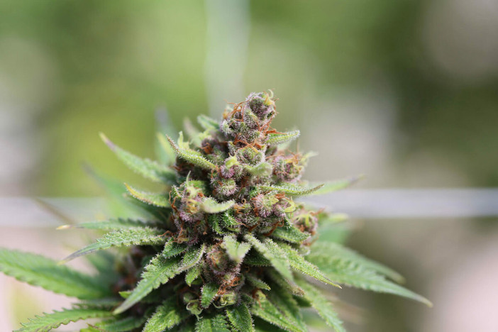 Cannabis e sport: cosa dice la scienza più recente su Performance, Recupero e Sicurezza