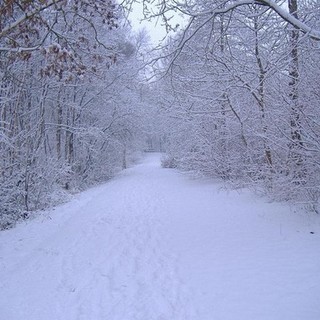 Val Bormida: escursione sulla neve nella foresta della Barbottina