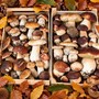 Foto pagina Facebook "Barberis Funghi Calizzano"