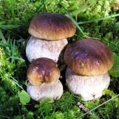 Funghi, la guida del Soccorso alpino: "Scarponi, telefono carico e colori visibili per non trasformare una passeggiata in un’emergenza" Funghi, la guida del Soccorso alpino: "Scarponi, telefono carico e colori visibili per non trasformare una passeggiata in un’emergenza"