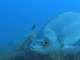 Snorkeling: il Grande Fratello nel mare dell'Area Marina di Bergeggi: h24 una web cam riprende lo spettacolo