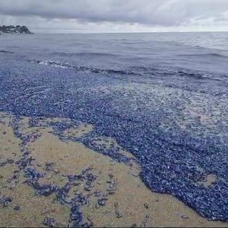 Albissola, spiaggia tinta di blu con l'invasione delle &quot;velelle&quot; (VIDEO)