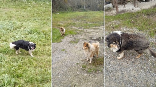 Stop a noia e sedentarietà per il tuo cane: da Varazze ad Andora c’è Luca il Dog Sitter