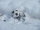 Calcio, Tra Campese e Vadese vince la neve, match rinviato Calcio, Tra Campese e Vadese vince la neve, match rinviato