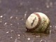 Baseball, Serie C: la pioggia rovina l'Opening Day degli Albisole Cubs