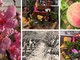 Borghetto, febbraio è il mese dell’amore, regala emozioni che crescono: dai Vivai Michelini piante fiorite e alberi da frutto