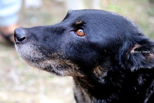 Albenga, domenica 1 ottobre una gara del circuito Fisc (Federazione Italiana Sport Cinofili) Albenga, domenica 1 ottobre una gara del circuito Fisc (Federazione Italiana Sport Cinofili)