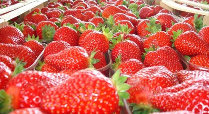 Peveragno pregusta la 67^ Sagra della Fragola (Video) Peveragno pregusta la 67^ Sagra della Fragola (Video)