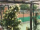 Tennis, Pietra Ligure: via all'&quot;Open delle Rose&quot;, in attesa di Andrej Golubev