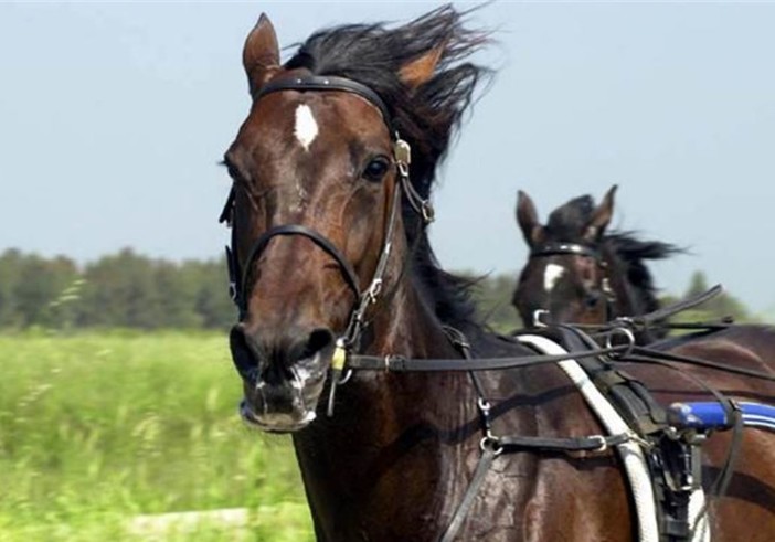 Ippica: l'Ippodromo dei Fiori riapre in grande stile, ad inizio agosto arriva Varenne Ippica: l'Ippodromo dei Fiori riapre in grande stile, ad inizio agosto arriva Varenne