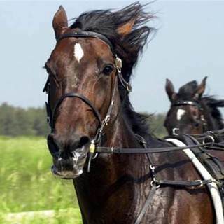 Ippica: l'Ippodromo dei Fiori riapre in grande stile, ad inizio agosto arriva Varenne