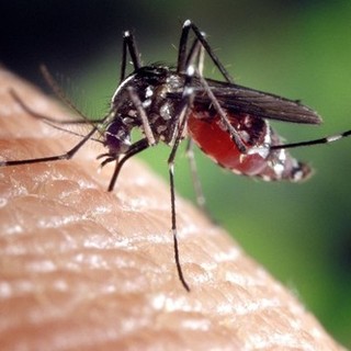 Caso di Dengue ad Albisola, firmata ordinanza per la disinfestazione